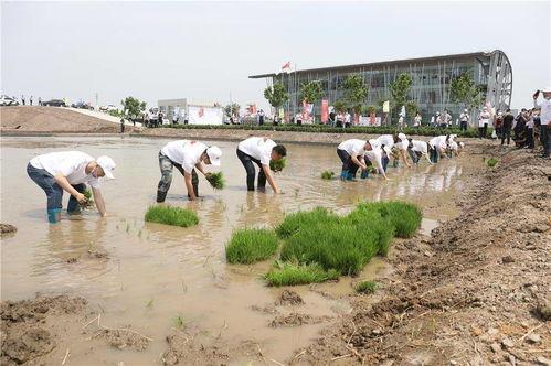 青岛盐碱地最新爆料,绿色转型助力生态修复